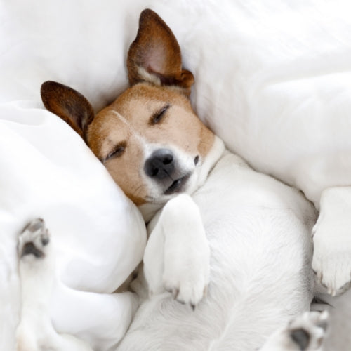 7 Natural Ways to Sleep Better Tonight