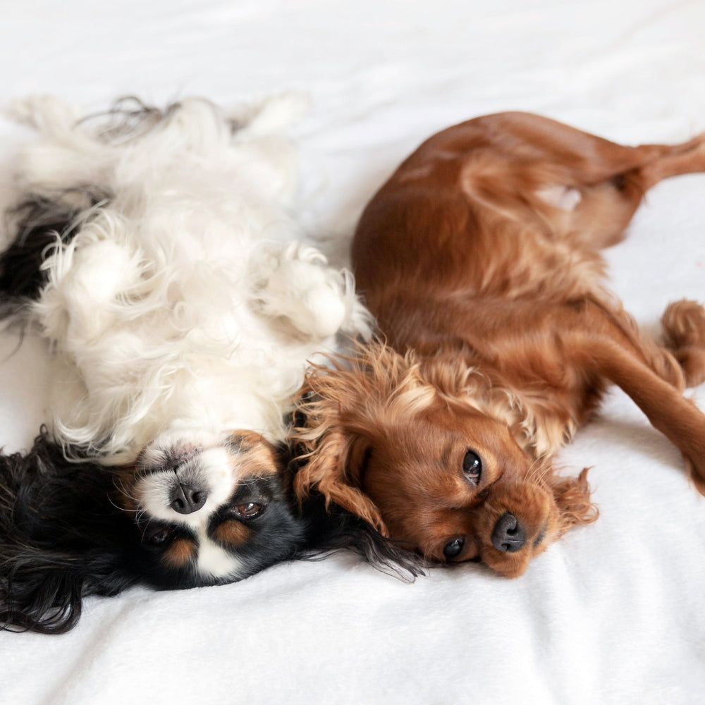 Sleeping Positions, Nasal Health, Best Ways to Sleep