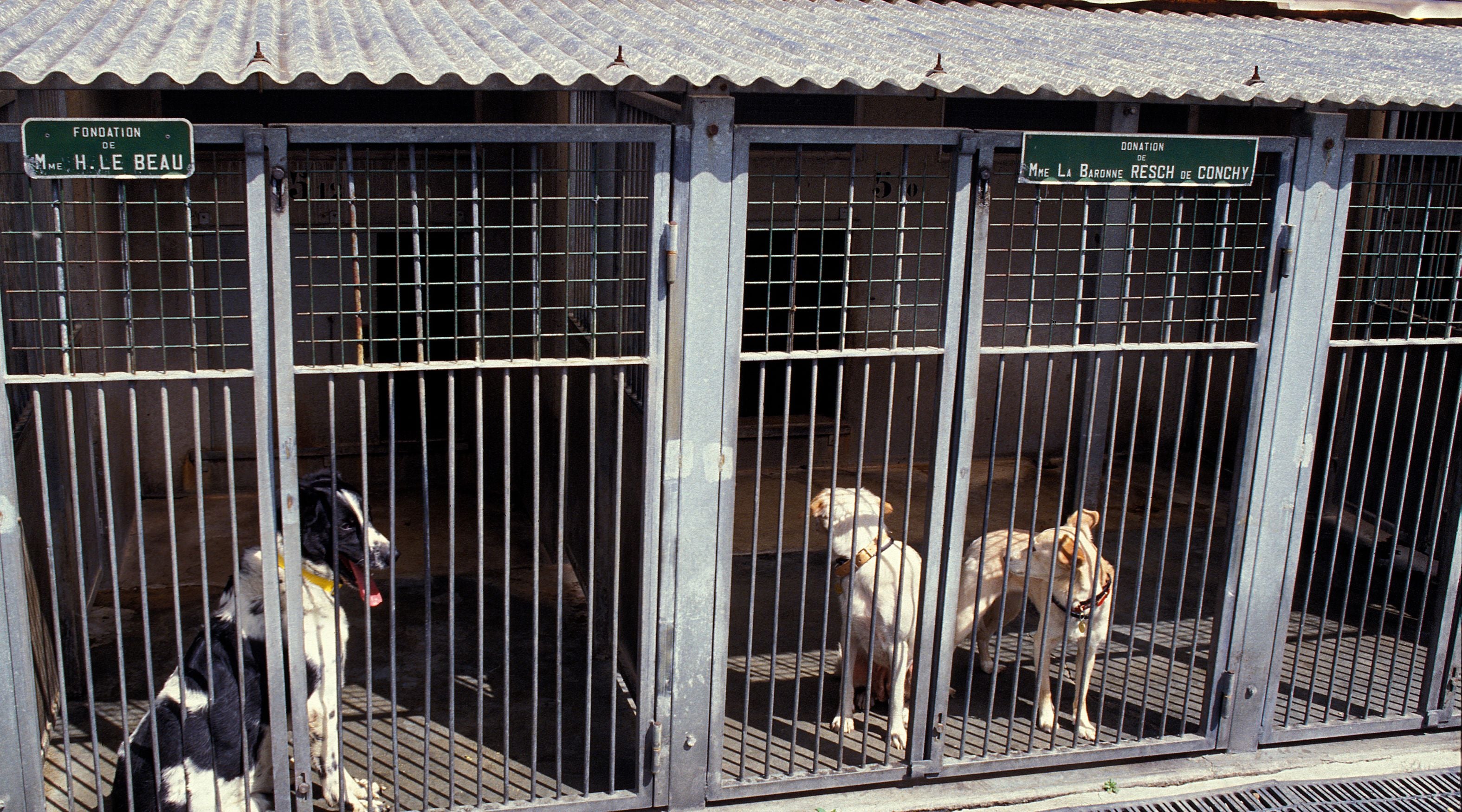 Rescued dog in a loving home - One of the many animals RSPCA helps to protect and rehome